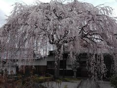 「賀茂川・京都御苑周辺」京都の桜を巡る旅