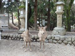 母と行く奈良（何気にちょこっと京都）初日は鹿鹿鹿♪