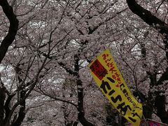 あけぼの山公園の桜 満開です！