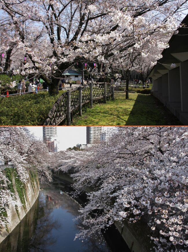 都電荒川線で桜めぐり　　2017.4.4（火）<br /><br />飛鳥山公園の桜　12：23<br />神田川の桜　　　14：57<br /><br />晴天に恵まれた4月4日(火）に、飛鳥山と神田川の桜を見てきました。<br /><br />東京の気温　17/5℃<br />　　　────────────────────────<br />2017年の桜の開花は、3月21日(火)、気象庁は靖国神社にある標準木の桜が開花したと発表。昨年と同日で平年より5日早く、全国では最も早い開花となった。<br /><br /><br />開花宣言はしたものの、その後の気温が3月初めのような低温が続き、靖国神社以外の桜の開花は遅々として進まなかった。<br />4月2日（日）東京の桜が満開となった、と夜のテレビニュースで報じていたが、千鳥が淵の桜は日当たりが良い一部分しか開花していないそうで、満開は今週末のところが多くなりそうだ。<br /><br />毎日が日曜日の私は毎年晴れて暖かい日を選んで都内の桜の撮影に出かけているが、今年は地元の写真クラブの仲間と4月4日に撮影に行こうと予め決めてあったので、開花の遅れが気がかりであったが、都電荒川線沿線の飛鳥山、神田川ともに5分咲きになっていたのでホッとした。<br /><br />以前大塚に7年間住んでいた時、都電は毎日見ていたのでなんとなく親しみがあり、1日乗車券400円で雑司が谷から飛鳥山まで行き、折り返して西の終点早稲田の手前の面影橋で降りて神田川の桜を見て、帰りは早稲田から雑司が谷へ戻った。<br />歩数計　10995歩（小手指駅徒歩5分の自宅から往復）<br /><br />撮影<br />CANON EOS40D EF-S18/135<br />PowerShot SX610HS 4.5/81mm<br />　　　　────────────────────────<br /><br />2012年の桜ブログ<br />小さな旅　都電荒川線で桜めぐり（飛鳥山公園・神田川）　Sakura tour by Tram Arakawa Line/Asukayama and Kandagawa<br />http://4travel.jp/travelogue/10658582<br /><br />2013年の神田川の桜はこちらです。<br />神田川の桜と椿山荘　Sakura of Kanda River and Chinzanso Garden<br />http://4travel.jp/travelogue/10760713<br /><br />小さな旅　都電荒川線で神田川・飛鳥山の桜めぐり 2016 <br />Sakura tour by Tram Arakawa Line/Kandagawa and Asukayama<br />http://4travel.jp/travelogue/11117731<br /><br />アーカイブ「小さな旅　都心の桜めぐり」<br />小さな旅　霞が関・愛宕山の桜　<br />http://4travel.jp/travelogue/10551677<br />小さな旅　虎ノ門・赤坂の桜　<br />http://4travel.jp/travelogue/10552130<br />小さな旅　千鳥が淵の桜の風景<br />http://4travel.jp/travelogue/10550339<br />小さな旅　靖国神社と千鳥が淵の桜<br />http://4travel.jp/travelogue/10551127<br />