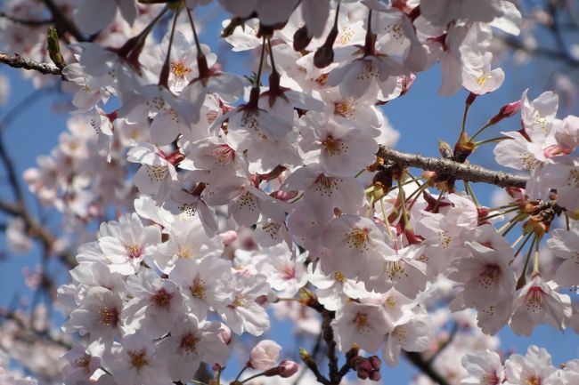 2017　井の頭公園のお花見