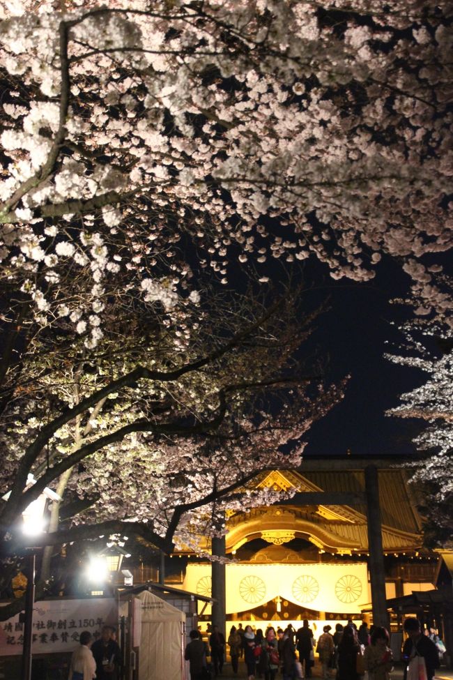今年2017年の靖国神社のソメイヨシノは、４月２日に満開を迎えました！<br />観劇するのも６度目になる恒例の靖国神社の夜桜能は、能の演目で選んだので最終日の第三夜に見に行くことになりましたが、その日は１日雨の心配のない晴天で、会場が新宿文化センターに変更になるかも知れないと心配することなく、靖国神社に向かうことができました。<br /><br />九段下側からアクセスした靖国神社の参道は、修復中のため桜のエリアが封鎖されていて、さくら祭りの会場は今年は別の場所となったらしく、お花見客もほとんどいませんでした。<br />いつもはこのさくら祭りの賑わいを横目で見ながら、わくわくしていたので、それが一切なくなり、寂しくなりましたが、ある意味、参道らしい静けさがありました。<br />ただ、でかでかと追加されてあった大パネルでは、映画「美女と野獣」とか思いっきり宣伝を流していたので、思いっきり不釣り合いでした（苦笑）。<br /><br />夜のライトアップのもとで見た靖国神社のソメイヨシノは、標準木を含め、光輝く満開でした。<br />あとで撮った写真を拡大して見たら、ちょっと葉桜になりかかっていましたけど@<br /><br />能舞台の方は、チケットを取ったときに座席表で確認したときは、良い席がとれたと喜んでいたのですが、実際は、正面席のブロックであっても、舞台に対してななめであり、柱とななめ前の人の頭のせいで視界が狭まり、思ったより見づらかったです。<br />ただ、能舞台にかかる桜はすばらしく見やすい席でした。<br />能はあまり動きがないこともあり、仕方がないので、上演中、ちらちらと桜の方も見ていたりしました（苦笑）。<br /><br />もっとも、今回は忘れずにイヤホンガイドを借りたので、舞楽と能については、とても充実した鑑賞ができました。<br />ガイドなしに鑑賞していたこれまでは、５分の１も理解しないで見ていたろうと思えました。<br />ただ、狂言の方は、イヤホンガイドも時々難解な単語をさっと解説する程度にすませていましたが、ガイドなしで見ていた方が集中できて、もっと楽しめたかもしれないです。<br /><br />＜前後編のシリーズにしてみた６度目の靖国神社・夜桜能と千鳥ヶ淵の旅行記の構成＞<br />■（前編）恒例の靖国神社の夜桜能はおぼろ月夜の満開真っ盛り@<br />□（後編）まだ明るい日没後の北の丸公園からライトアップの地と千鳥ヶ淵の荘厳な景色<br /><br />夜桜能の公式サイト<br />https://www.yozakura-noh.com/<br />平成29年度の夜桜能のパンフレット<br />https://media.wix.com/ugd/92fa19_7238a4a7445a4ca69fdaa79f64e756df.pdf<br />靖国神社の公式サイト<br />http://www.yasukuni.or.jp/<br /><br />＜これまでの夜桜能のときの靖国神社と千鳥ヶ淵の夜桜旅行記＞<br />５度目：2016年４月５日<br />「靖国神社の夜桜能は人の目には満開の桜の下で＆ライトアップのない千鳥ヶ淵」<br />http://4travel.jp/travelogue/11119945<br />４度目：2015年４月１日<br />「恒例となった靖国神社・夜桜能鑑賞の４度目は小雨の中の満開の桜と共に」<br />http://4travel.jp/travelogue/10997003<br />「夜桜能帰りの千鳥ヶ淵のライトアップは小雨の中の散り始めの満開の桜」<br />http://4travel.jp/travelogue/10997005<br />３度目：2014年４月２日<br />「恒例の靖国神社の夜桜能──３度目にして文字通り満開の夜桜能@」<br />http://4travel.jp/travelogue/10872767<br />「桜が満開の千鳥ヶ淵のライトアップは幽玄なモノトーンの世界」<br />http://4travel.jp/travelogue/10872768<br />２度目：2013年４月３日<br />「なんとか夜桜が見られた２度目の夜桜能──２度目の靖国神社も夜の能舞台観劇合間に」<br />http://4travel.jp/travelogue/10763457/<br />初回：2012年４月４日<br />「かろうじて桜が見られた初めての夜桜能───初めての靖国神社は夜の能舞台観劇前に」<br />http://4travel.jp/travelogue/10658453/<br /><br />※靖国神社ではないけれど国立能楽堂の写真を収めた旅行記はこちら。<br />2010年11月19日<br />「ベールを脱いだ能舞台にワクワク@───能・狂言鑑賞に初チャレンジ！」<br />http://4travel.jp/travelogue/10522513/<br />