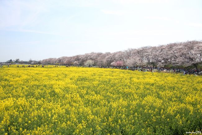 長さ約１kmにわたる堤に約１千本の桜が咲き誇り、堤の隣を埋め尽くす菜の花畑が楽しめことで知られる幸手権現堂桜堤へ出掛けました。<br /><br />今年の桜（ソメイヨシノ）の開花はスローペースで、なかなか見頃を迎えませんでしたが、ここ２、３日の気温上昇で一気に開花が進みました。<br />幸手市観光協会のＨＰでは、前日の桜の開花状況は５～６分咲きとのことで、まだ見頃には少し早いようでしたが、週末の天気予報が芳しくないので、この日に出掛けることにしました。<br /><br />最寄り駅の東武日光線幸手駅から権現堂桜堤までは約２Km、臨時バスも運行されていますが混雑でどれだけ時間が掛かるか分からないと聞き、往復とも歩くことに。<br /><br />我が家から延々３時間余り掛かりますが、春色の二重奏を楽しませてもらいました。<br />権現堂桜堤は、昨秋の彼岸花を見に来て以来２度目ですが、紫陽花や水仙も楽しめるそうです。<br /><br />