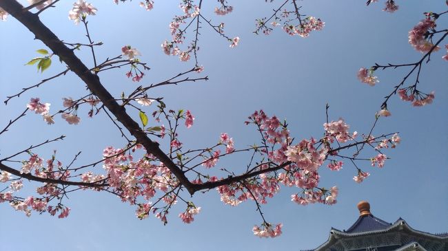 SAKURA前線を追いかけて、台北から北上～<br />3月なのに大雪の北海道から、台湾&amp;京都TRIP<br /><br />TAIWAN-KYOTO-TOKYO-HOKKAIDO（予定）