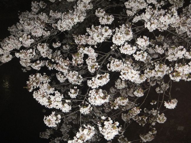 先週(2017年の桜鑑賞・・・・・①)に引き続いて善福寺川緑地公園に夜桜を観に行ってきました。<br />先週行った時は殆ど咲いていませんでしたが、今日(4月6日)は満開に咲いていました。