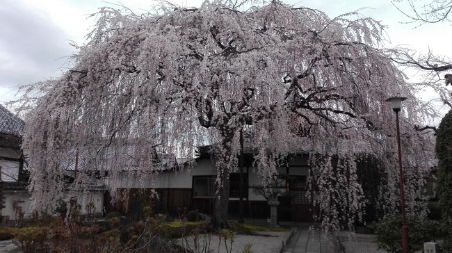 今回は、京都。<br /><br />今回もハードに桜を見に賀茂川周辺と京都御苑周辺を一周。<br /><br />一気に開花が進み、５分咲き～満開の桜が多く大変見ごたえのある旅でした。<br /><br />京都に６時頃到着し、持参した自転車で１５時半まで観光。<br /><br />行ったのは、水火天満宮・本法寺・妙顕寺・上御霊神社・本満寺・鴨川デルタ・河合神社・下鴨神社・半木の道・石井神社・社家の町並み・大田神社・上賀茂神社・神光院・京都御苑（近衛邸跡）・梨木神社・蘆山寺・京都御苑（拾翠亭・閑院宮邸跡・宗像神社・出水の小川）・京都府庁旧本館・護王神社・白峯神宮・京菓子資料館・相国寺。<br /><br />特別拝観や有料庭園は見ず、わずか入場料100円（拾翠亭のみ)で済んだ格安旅です。<br /><br />大満足の旅でした。