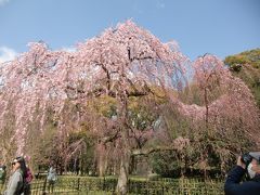 桜の京都のはずだったのにぃ～　2017ﾊﾞｰｼﾞｮﾝ　3日目