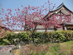 桜の京都のはずだったのにぃ～　2017ﾊﾞｰｼﾞｮﾝ　4日目