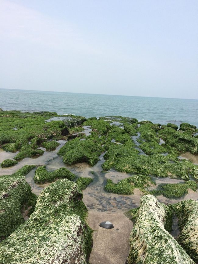 春限定の景色です。1年以上待って訪ねました。綺麗に見えた～！！また来年も行きたい