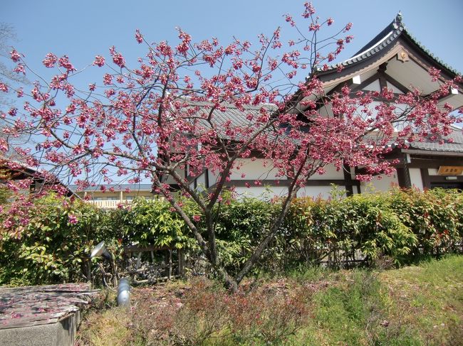 京都のブログの春の総会参加と桜を愛でに、2年ぶりの春の京都です。<br />上洛前から気になっていた、「桜開花情報」＝いつまでも「つぼみ」。<br />桜観れないかも…。<br />しかも追い打ちをかけるように、なんだか足の具合が心配に。念のため杖も持参(幸い、使いませんでした)。予定よりゆったり目のプランにすることに…。<br />上洛しちゃえば花より団子＝桜より食い気？いえいえ、正しく目的を達成しようと努力？します(笑)。<br /><br /><br />1日目　　出発～ホテル～蜂巣<br /><br />2日目　　佐野藤右衛門邸～平安郷～印空寺～妙心寺・退蔵院～<br />　　　　 西富家ｺﾛｯｹ店      <br />　　　　　　　　　　　<br />3日目　  聖護院御殿荘～京都御苑～南禅寺ぎんもんど<br /><br />4日目　　八幡市＝正法寺～背割堤～大歌堂中村邸<br /><br />5日目　　桜を探しに洛中散策とグルメな1日<br /><br />6日目　　ショッピング～興正寺～帰札<br /><br /><br />八幡市正法寺の寒桜