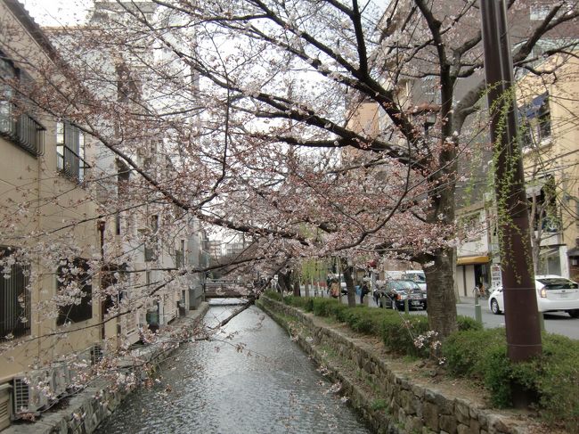 京都のブログの春の総会参加と桜を愛でに、2年ぶりの春の京都です。<br />上洛前から気になっていた、「桜開花情報」＝いつまでも「つぼみ」。<br />桜観れないかも…。<br />しかも追い打ちをかけるように、なんだか足の具合が心配に。念のため杖も持参(幸い、使いませんでした)。予定よりゆったり目のプランにすることに…。<br />上洛しちゃえば花より団子＝桜より食い気？いえいえ、正しく目的を達成しようと努力？します(笑)。<br /><br /><br />1日目　　出発～ホテル～蜂巣<br /><br />2日目　　佐野藤右衛門邸～平安郷～印空寺～妙心寺・退蔵院～<br />　　　　 西富家ｺﾛｯｹ店      <br />　　　　　　　　　　　<br />3日目　  聖護院御殿荘～京都御苑～南禅寺ぎんもんど<br /><br />4日目　　八幡市＝正法寺～背割堤～大歌堂中村邸<br /><br />5日目　　桜を探しに洛中散策とグルメな1日<br /><br />6日目　　ショッピング～興正寺～帰札<br /><br /><br />高瀬川沿いの桜<br />