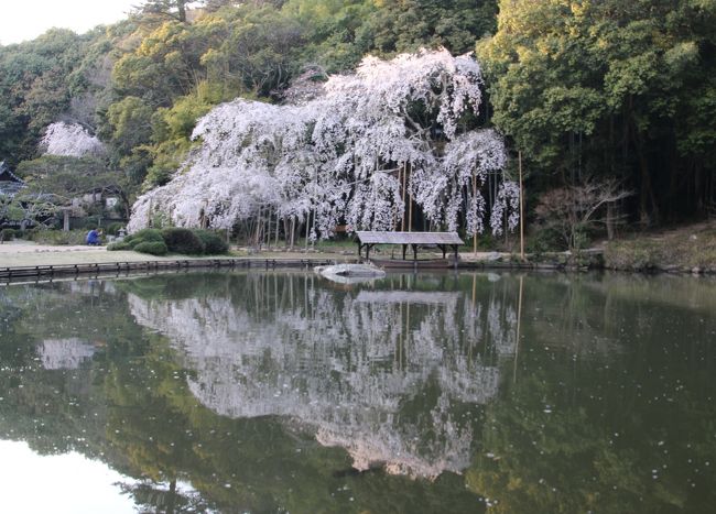 曹源寺の枝垂れ桜、ＮＨＫのニュースで満開と言うので早速訪問して見ました。奥に庭園があり池の奥まったところに枝垂桜が咲いていました。無風だったので水面に桜が映りよい写真が撮れました。