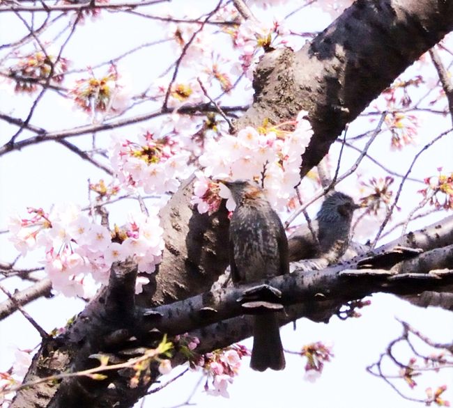 この季節になるとテレビでは桜前線開花満開情報が必ず放映されます。<br />東京も4月4日全国に先駆けて 満開宣言(靖国神社)が出されました。<br />桜には青空が似合います。・・・今週末の天気は雨予想！・・・だったら今日行かなくては！<br />六義園は七分咲きでした。<br /><br />写真は　ヒヨドリ　の　カップル？