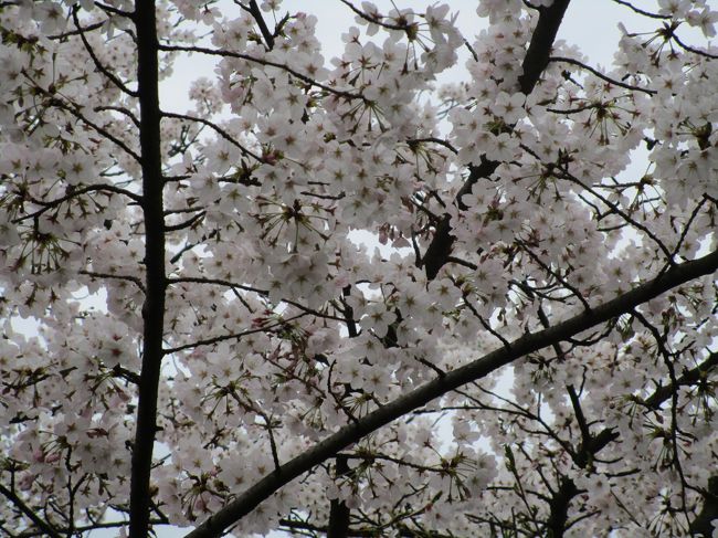 ウチのまわりでも桜が咲き始めそろそろお花見の時期になってきました。<br /><br />家から見下ろせる公園だって見事な桜が咲くんですがやはりどこかへ行きたい・・<br /><br />三大名園の中で岡山の後楽園だけまだ見てないので日帰りで行ってきました。<br /><br />