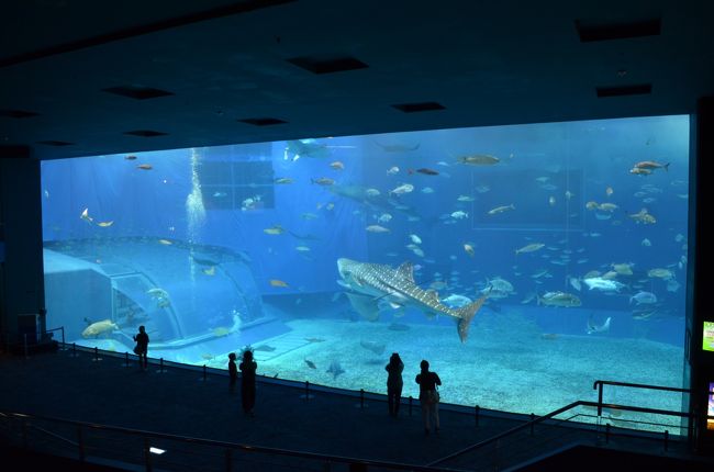 おチビちゃんメインの沖縄旅２日目は、大水槽のジンベイザメと元気村のイルカがメイン。子どもたちにとって楽しい１日だったようです。自然や動物のパワーってすごい！<br /><br />10年ぶりの美ら海水族館。フジは元気でいるだろうか・・・<br />フジは天国に旅立っていました。