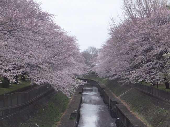 今日も昨日（４月６日）に引き続いて善福寺川緑地公園に桜鑑賞に行ってきました。