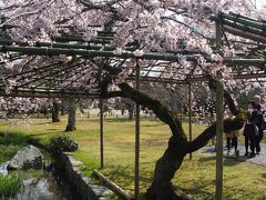 京のお屋敷と桜の名園めぐり、お箸でいただく京町屋フレンチ