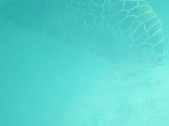 ハワイといえば亀（ホヌ）！