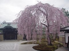 京都　高台寺・円山公園で満開の枝垂れ桜に魅せられて　2017