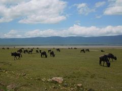 タンザニア２０１７旅行記　【６】ンゴロンゴロ国立公園３