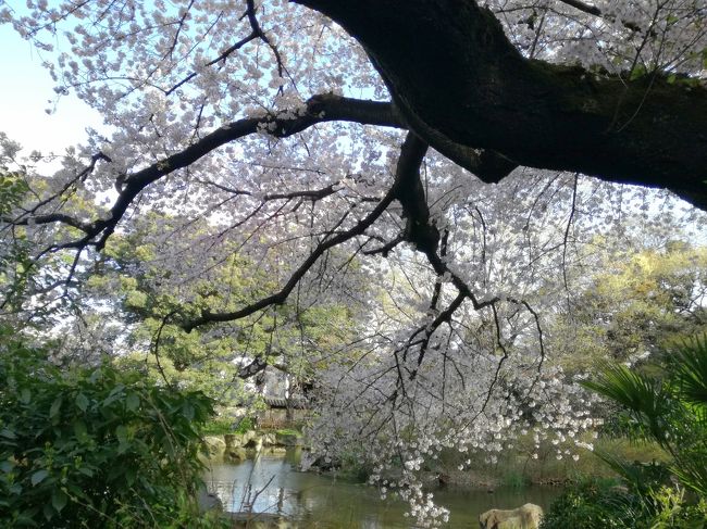 今日は午前中は天気が悪かったものの、3時ぐらいから陽がでてきたので　最後の桜を楽しみに散歩がてらまだ行った事のない名主の滝公園に行くことにしました。<br /><br />超穴場。人が全くいません！<br /><br />桜を求めて、王子稲荷、名主の滝公園、王子神社、音無親水公園をぐるっと散歩してきました！