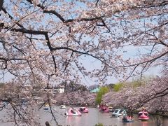 上野でお花見 with B (なだ万BENTO)2017♪　（UENO）