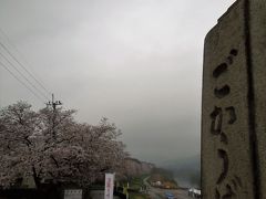 [報告２] 2017年　やっと京都に桜の満開がやって来ました！