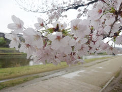 2017.4上旬　京都街中 サクラ Information