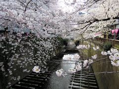 ″おしゃれなお花見スポット″目黒川で桜散策したあとは・・・えっ？大衆酒場？