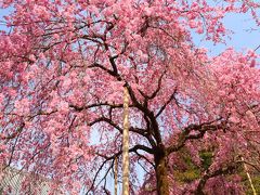 京都を歩く(245) 法金剛院の待賢門院桜