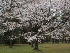 軽いお花見＊２０１７年４月６日京都御苑・先斗町