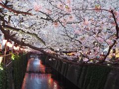 ライトアップされた目黒川沿いをちょこっと散歩♪　2017夜桜お七☆　　