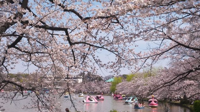 2017のお花見はジイサン（主人）と上野駅で「なだ万」弁当を買い「上野公園」へ。<br /><br />午前10時半頃、上野駅に着いたが、既に激込み…<br /><br />スマホ撮りの備忘録ですm(__)m