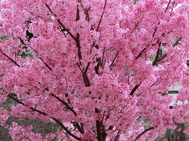 テレビのニュースで”東京の桜は満開”の映像が流れていた頃、大阪万博記念公園の桜はツボミでした。<br /><br />前日、友人から”万博の桜は７～８分咲き、十分見ることができるよ。”との情報がありました。<br /><br />週間天気予報を見ると、４/６（木）は終日曇天、４/７（金）～４/１１（火）まで雨マークが付いていました。<br />青空の下で花を見たい気持ちは誰でも同じですが、そのような我儘を言っていると桜を見るチャンスを逃がしてしまいます。<br />１週間の内では４/６がベストと思い、曇天を承知の上で桜見物を決行しました。<br />ところが、当日の天気予報を見ると朝から曇り、午後３時以降から雨の予報に変わっていました。<br /><br />昼過ぎ、日本庭園前駐車場に到着するとほぼ満車状態、「日本庭園前ゲート」から入場すると、自然文化園内も多くの見物客で賑わっていました。<br /><br />ほとんどの見物客がオッチャンと同じく”桜見物は今日しかない”という判断をしたのだと思います。<br /><br />曇天での桜の写真は晴天と比べて爽快さはありませんが、よろしければ一見していただければ有難く思います。<br /><br />※写真は”もう二度と戦うまいと誓いたる思いをこめた「陽光桜」”<br />