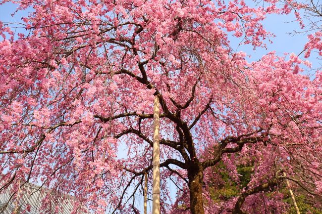 法金剛院の待賢門院桜です。