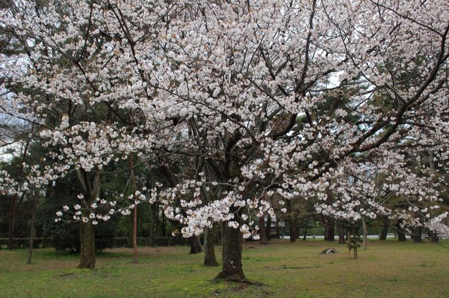 人が多いのが嫌いだけれど、京都で桜を見たい！と思い、歩いて来ました。<br /><br />阪急烏丸駅 -（徒歩20分）- 京都御苑 -（徒歩）- 寺町 - （徒歩）- 先斗町 - （徒歩）- 河原町