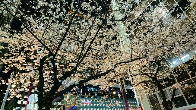 今年の春はなかなか都合がつかず、日中の桜をゆっくり見ることができませんでした。<br />でも桜を楽しみたい~!ということで、夜桜見物をしてきました。<br /><br />何日かかけて、上野公園、六義園、日本橋さくら通りの夜桜を見に行ってきました。<br /><br />夜桜を撮影するのは難しく、写真も上手く撮れなかったですが、思い出・記録として旅行記に残すことにしました。<br /><br />上野公園~六義園~日本橋さくら通り
