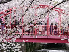 東京中目黒・満開の“目黒川の桜”～福山雅治の“桜坂”を訪れて