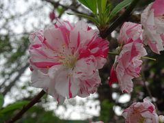 桜を求めて千駄ケ谷から信濃町を歩く2017～プチ駅からハイキングで色とりどりの桜を愛でる～