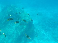 中学生と行くプーケット・バンコク旅行（３）シミラン諸島　その２