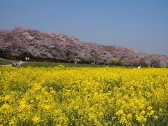 2017 本日満開！権現堂桜堤 青空の下 桜と菜の花がすんばらしかった～