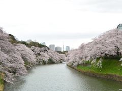 ようやく満開となった東京の桜！　でも、天気が・・？： 千鳥ヶ淵と隅田公園のお花見