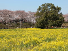 権現堂の桜堤