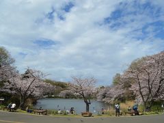 関東　さくら巡り　横浜三ッ池公園、埼玉みさと公園、東京水元公園、隅田公園、上千葉砂原公園など