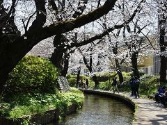 さくら咲く二ヶ領用水と久地円筒分水を歩いて