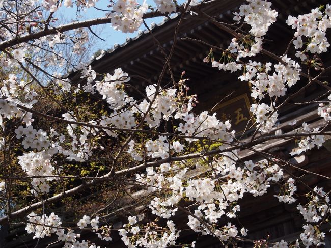 土佐の二日目、土佐神社から竹林寺、高知城と周ることにしました。<br /><br />土佐神社とその隣の第３０番善楽寺へお参りした後は、第３１番竹林寺を目指します。<br /><br />竹林寺は特別公開（徳川家康公ゆかりの阿弥陀如来像と本堂内陣参拝）の開催中です。<br /><br />お参りした竹林寺、特別公開だけではなく、お堂や石段など見どころの多い、まさに名刹です。<br /><br />【写真は、竹林寺、山門前の桜です。】