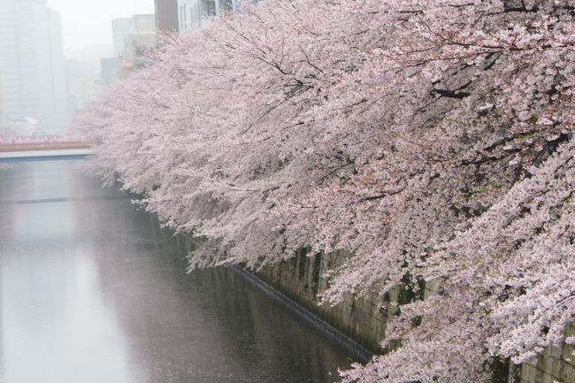 雨の週末　目黒川の桜満開です　　２０１７