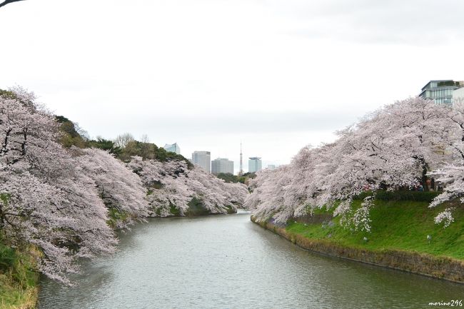 今年の桜（ソメイヨシノ）は、開花が超スロースピードでなかなか満開となりませんでした。<br />東京の桜がやっと満開となったのに、今度は天気が・・？<br />お花見の条件がなかなかそろわない中、この日の天気予報では、曇りながら午後は日差しもあるかもしれないとのことで、千鳥ヶ淵と隅田公園へお花見に出掛けることにしました。<br />千鳥ヶ淵では、桜は満開でしたが小雨が降りだしたので早々にお花見を切り上げました。<br />午後、隅田公園では、青空も広がり、やっと満足のいくお花見が楽しめました。<br />やっと満開となった桜も、この天気では可哀そうですね。