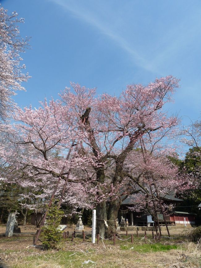 邑楽町（おうらまち）の長柄（ながら）神社へ、エドヒガンザクラを見に行ってきました。<br /><br />昨年(2016)は、１回目（４月１日）は４～５分咲きで行くのが早過ぎ、２回目（４月８日）は春の嵐の後で散り始めていました。<br /><br />今年(2017)は、７～８分咲きのサクラを見ることができました。