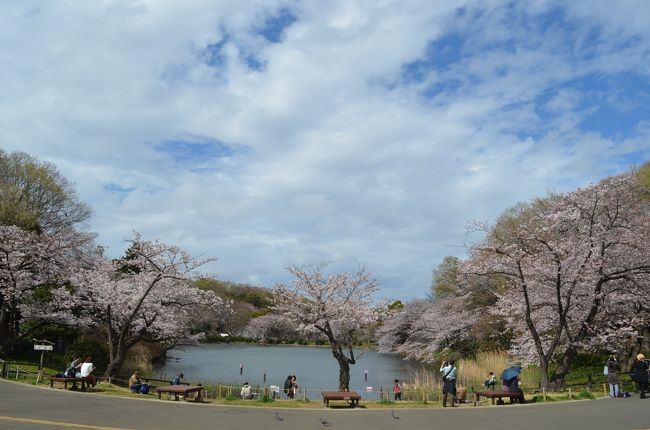 今年の桜は開花が早かったが天候不順で満開は遅れた。<br />その分、長く桜を楽しめることが出来る。<br />関東近辺の公園の桜巡りをした。<br /><br />横浜三ッ池公園(4/7)　「さくら名所100選」に選ばれる桜の名所、さくら満開<br />東京葛飾水元公園(3/25)　早咲きの桜で花見<br />埼玉みさと公園(4/3)　桜は５，６分咲<br />東京隅田公園(4/4)　　首都高速から見たさくら<br />東京足立区上千葉砂原公園(4/4)　さくらは６分咲　<br /><br /><br />　